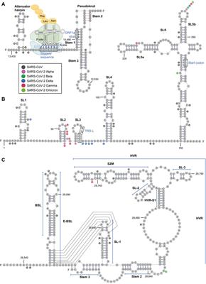 Inhibition of SARS-CoV-2 by Targeting Conserved Viral RNA Structures and Sequences